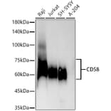 Western Blot - Anti-CD58 Antibody [ARC54834] (A305922) - Antibodies.com