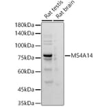 Western Blot - Anti-MS4A14 Antibody [ARC2954] (A305923) - Antibodies.com