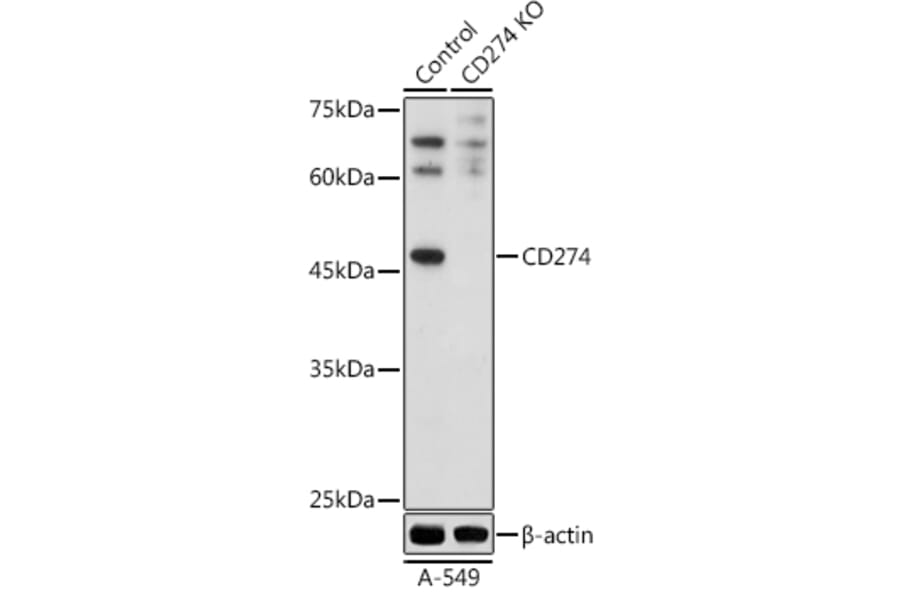 Western Blot - Anti-PD-L1 Antibody (A305926) - Antibodies.com