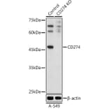 Western Blot - Anti-PD-L1 Antibody (A305926) - Antibodies.com