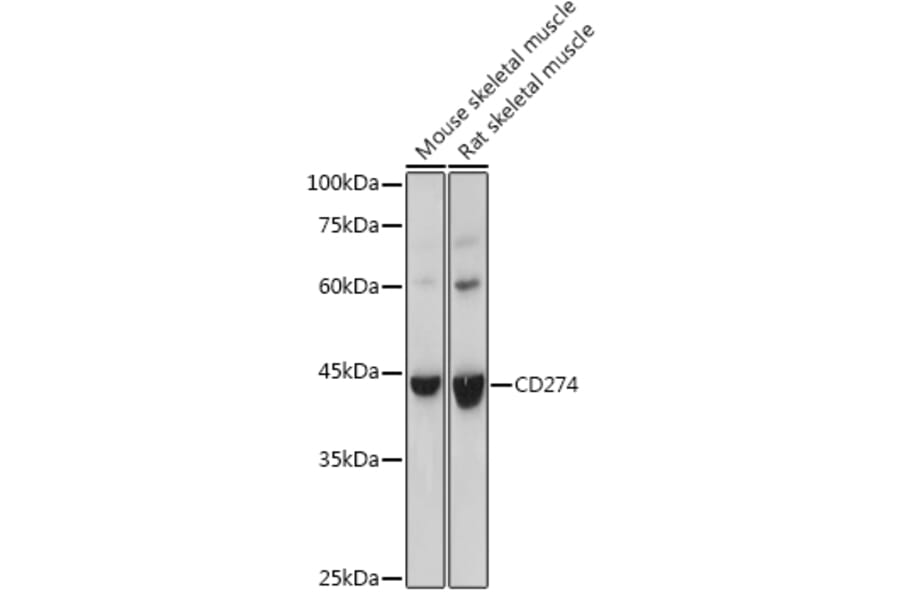 Western Blot - Anti-PD-L1 Antibody (A305926) - Antibodies.com