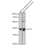 Western Blot - Anti-PD-L1 Antibody (A305926) - Antibodies.com