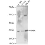 Western Blot - Anti-OR3A1 Antibody (A305937) - Antibodies.com