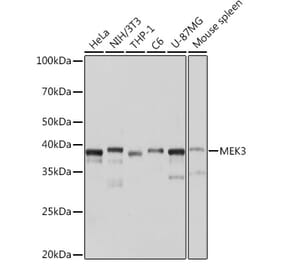 Western Blot - Anti-MEK3 Antibody [ARC1933] (A305938) - Antibodies.com