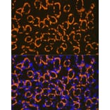 Immunofluorescence - Anti-Cadherin 16 Antibody (A305939) - Antibodies.com