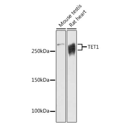 Western Blot - Anti-TET1 Antibody (A305941) - Antibodies.com