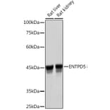 Western Blot - Anti-ENTPD5 Antibody [ARC2211] (A305942) - Antibodies.com