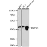 Western Blot - Anti-ENTPD5 Antibody [ARC2211] (A305942) - Antibodies.com