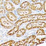 Immunohistochemistry - Anti-ENTPD5 Antibody [ARC2211] (A305942) - Antibodies.com