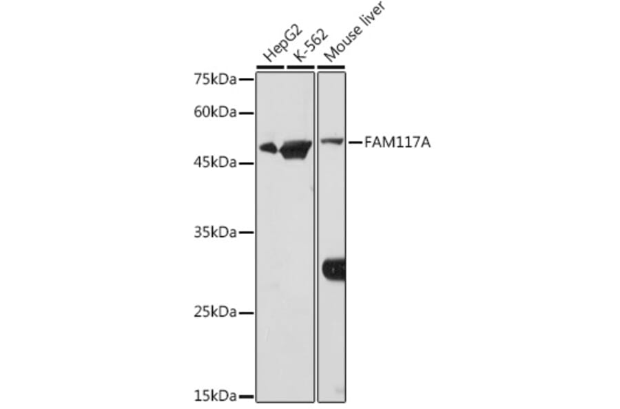 Western Blot - Anti-FAM117A Antibody (A305944) - Antibodies.com