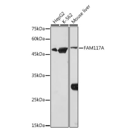 Western Blot - Anti-FAM117A Antibody (A305944) - Antibodies.com