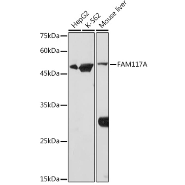 Western Blot - Anti-FAM117A Antibody (A305944) - Antibodies.com