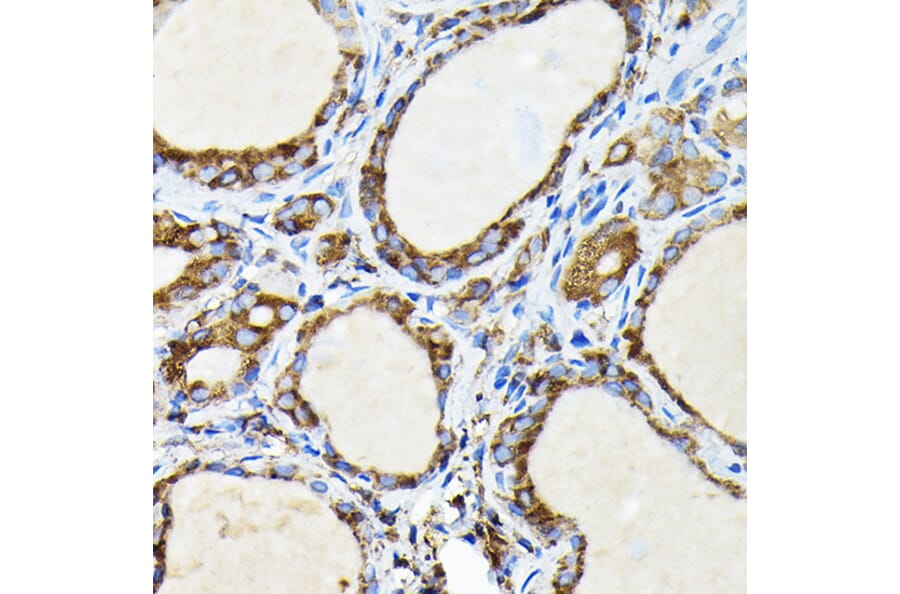 Immunohistochemistry - Anti-FAM117A Antibody (A305944) - Antibodies.com