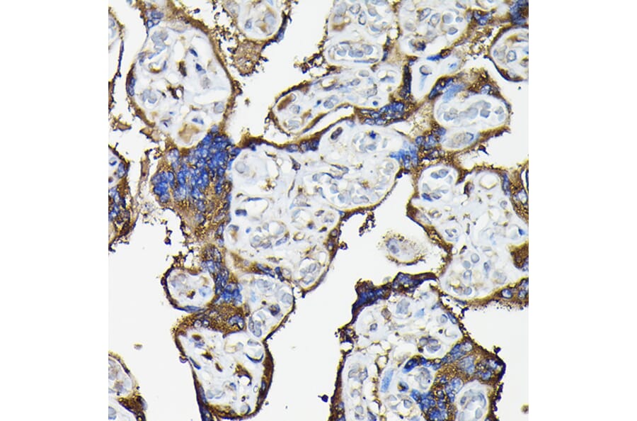Immunohistochemistry - Anti-FAM117A Antibody (A305944) - Antibodies.com