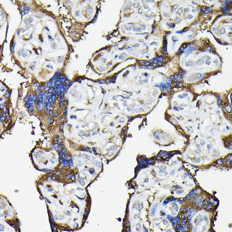 Immunohistochemistry - Anti-FAM117A Antibody (A305944) - Antibodies.com