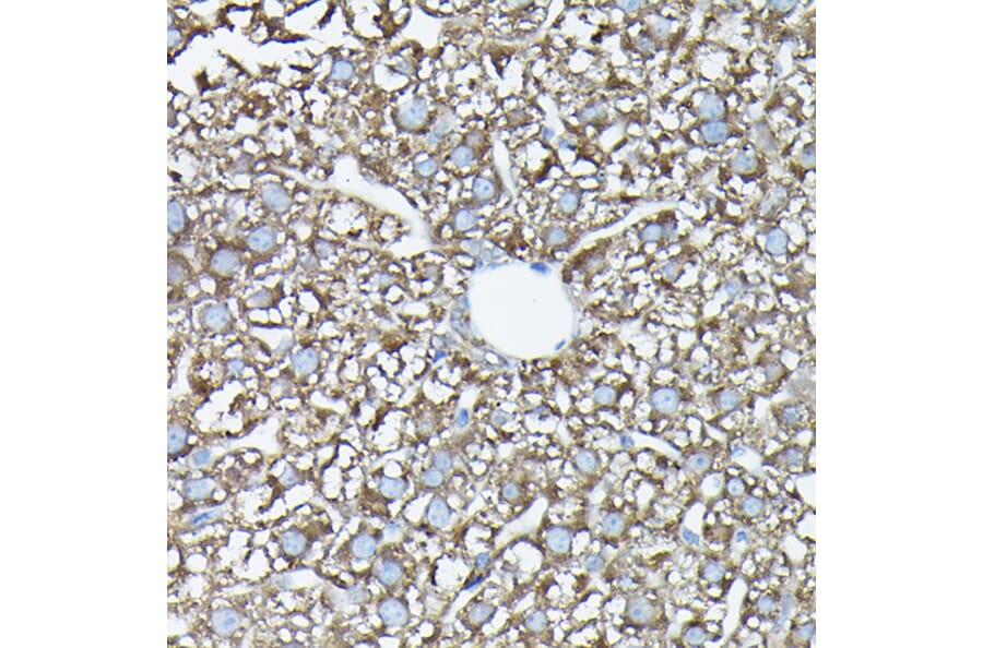 Immunohistochemistry - Anti-FAM117A Antibody (A305944) - Antibodies.com