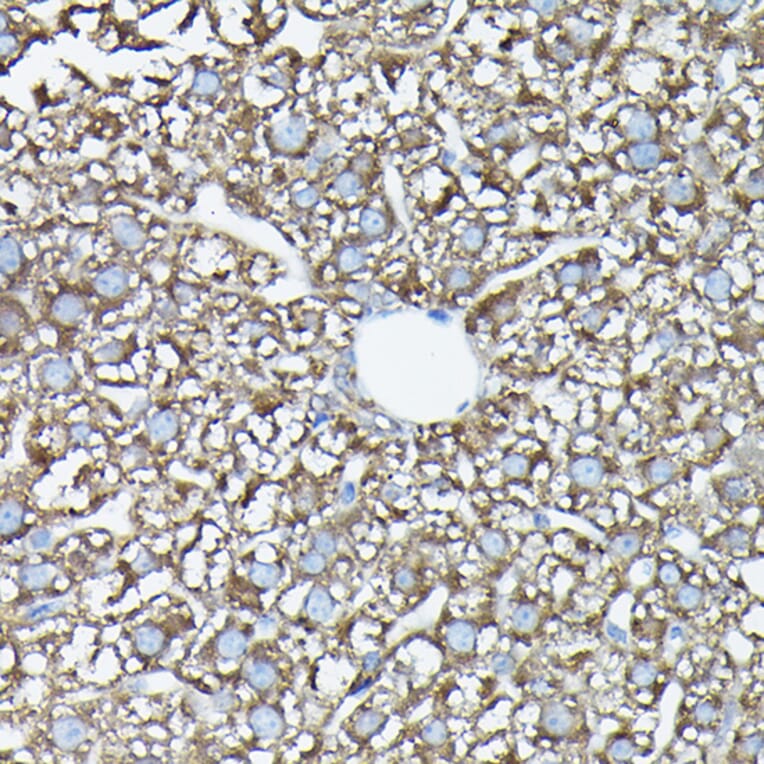 Immunohistochemistry - Anti-FAM117A Antibody (A305944) - Antibodies.com