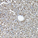Immunohistochemistry - Anti-FAM117A Antibody (A305944) - Antibodies.com