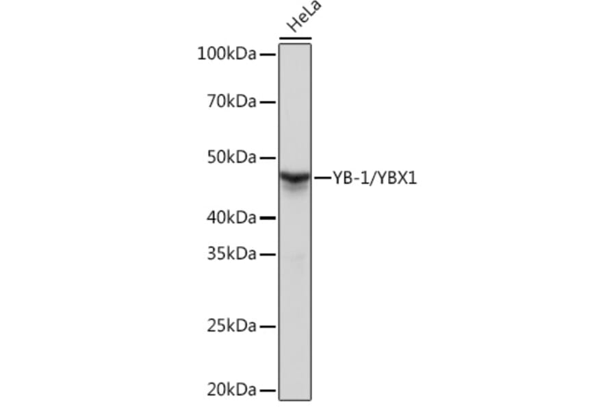 Western Blot - Anti-YB1 Antibody [ARC0797] (A305945) - Antibodies.com
