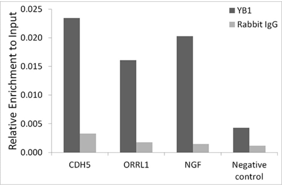 Chromatin Immunoprecipitation - Anti-YB1 Antibody [ARC0797] (A305945) - Antibodies.com
