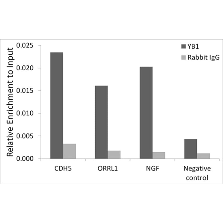 Chromatin Immunoprecipitation - Anti-YB1 Antibody [ARC0797] (A305945) - Antibodies.com