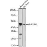 Western Blot - Anti-YB1 Antibody [ARC0797] (A305945) - Antibodies.com