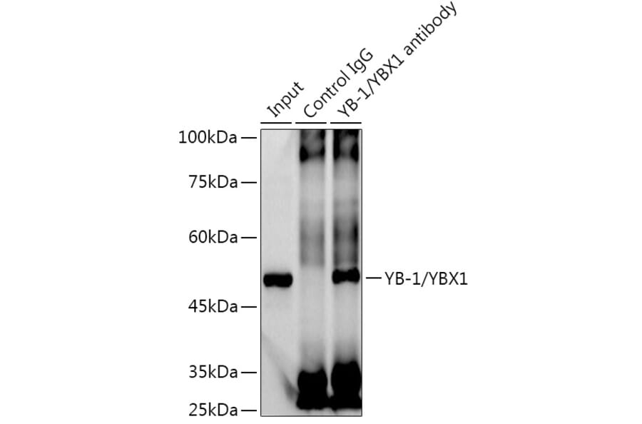 Western Blot - Anti-YB1 Antibody [ARC0797] (A305945) - Antibodies.com
