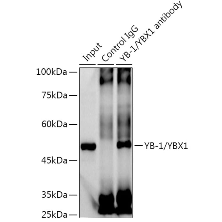 Western Blot - Anti-YB1 Antibody [ARC0797] (A305945) - Antibodies.com