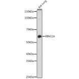 Western Blot - Anti-RING1 Antibody (A305946) - Antibodies.com