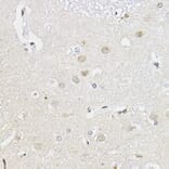 Immunohistochemistry - Anti-RING1 Antibody (A305946) - Antibodies.com