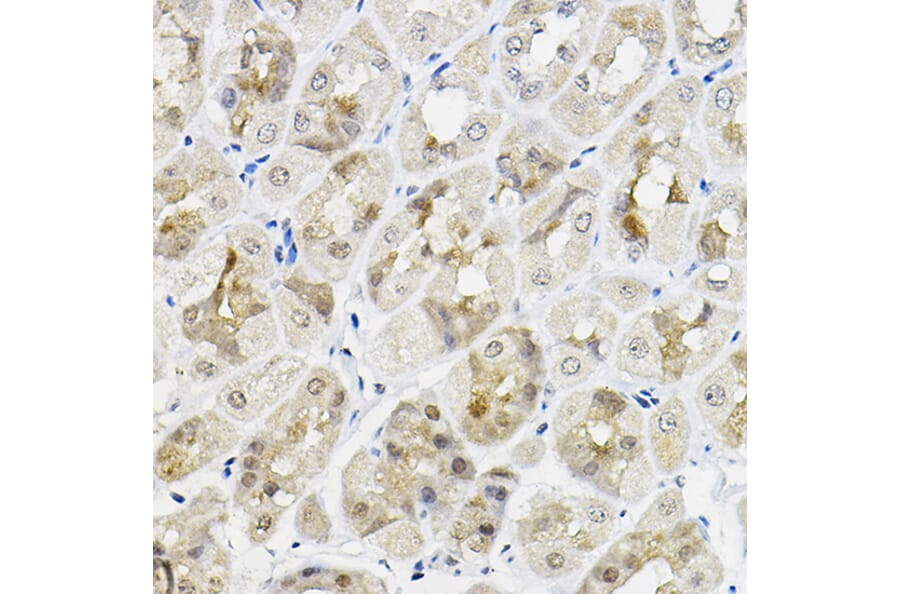 Immunohistochemistry - Anti-RING1 Antibody (A305946) - Antibodies.com