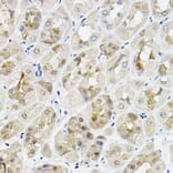 Immunohistochemistry - Anti-RING1 Antibody (A305946) - Antibodies.com