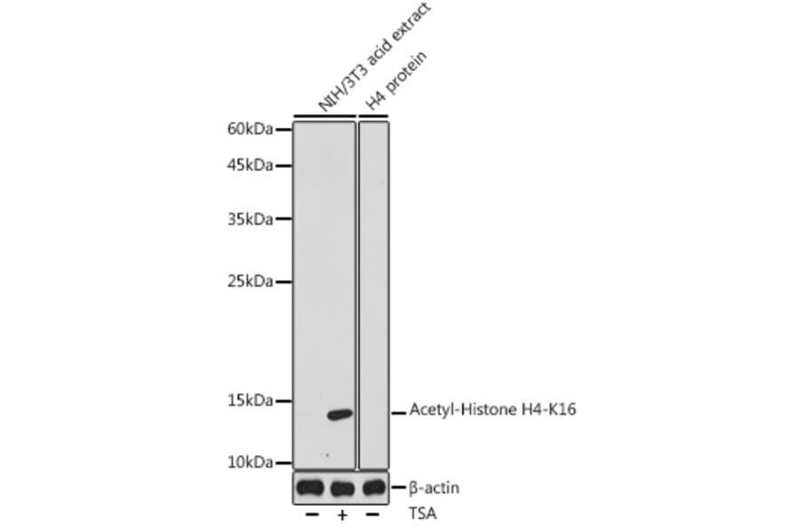 Western Blot - Anti-Histone H4 (acetyl Lys16) Antibody (A305948) - Antibodies.com