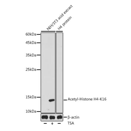 Western Blot - Anti-Histone H4 (acetyl Lys16) Antibody (A305948) - Antibodies.com