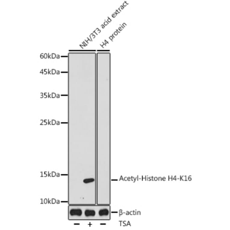 Western Blot - Anti-Histone H4 (acetyl Lys16) Antibody (A305948) - Antibodies.com