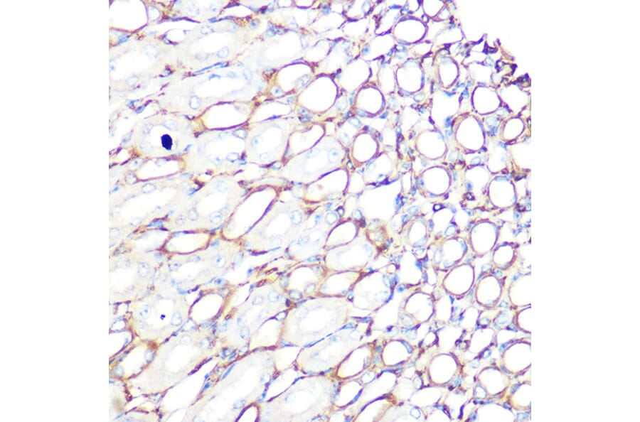 Immunohistochemistry - Anti-Filamin A Antibody [ARC0242] (A305952) - Antibodies.com