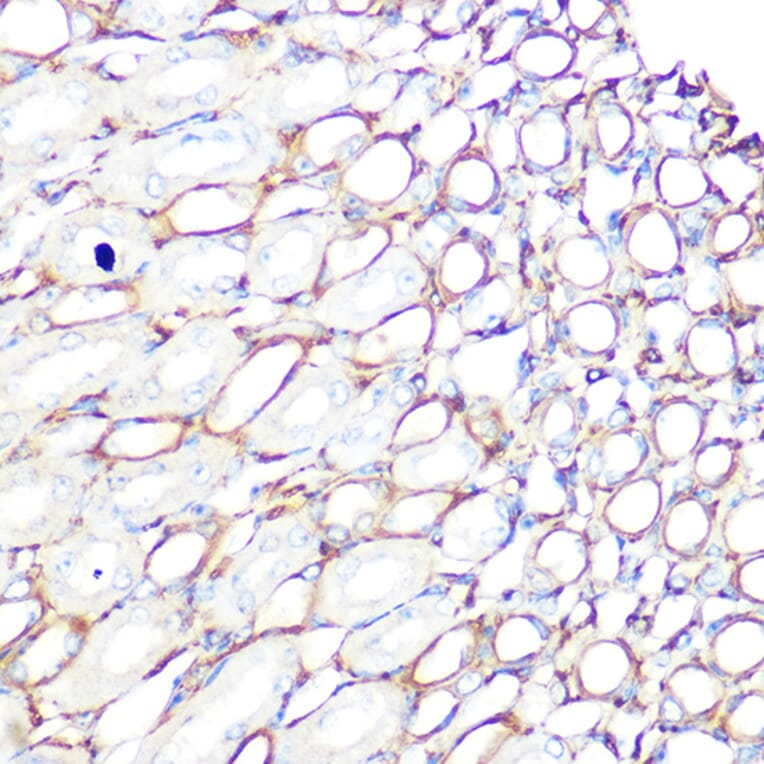 Immunohistochemistry - Anti-Filamin A Antibody [ARC0242] (A305952) - Antibodies.com