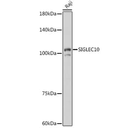 Western Blot - Anti-SIGLEC10 Antibody (A305953) - Antibodies.com