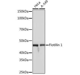 Western Blot - Anti-Flotillin 1 Antibody [ARC0765] (A305955) - Antibodies.com