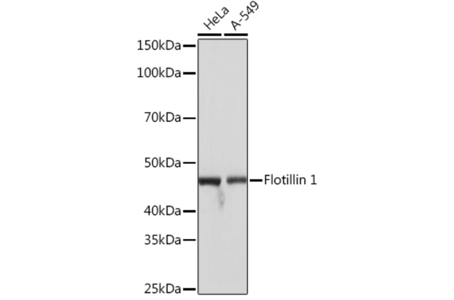 Western Blot - Anti-Flotillin 1 Antibody [ARC0765] (A305955) - Antibodies.com