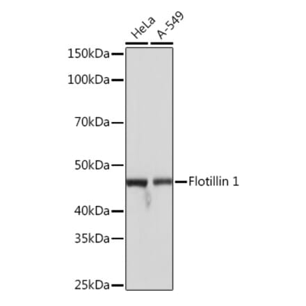 Western Blot - Anti-Flotillin 1 Antibody [ARC0765] (A305955) - Antibodies.com