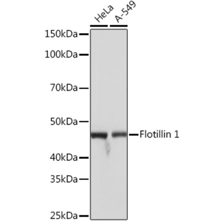 Western Blot - Anti-Flotillin 1 Antibody [ARC0765] (A305955) - Antibodies.com