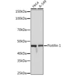 Western Blot - Anti-Flotillin 1 Antibody [ARC0765] (A305955) - Antibodies.com