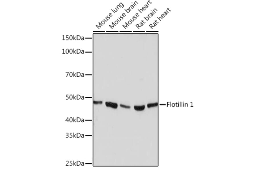 Western Blot - Anti-Flotillin 1 Antibody [ARC0765] (A305955) - Antibodies.com
