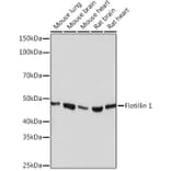 Western Blot - Anti-Flotillin 1 Antibody [ARC0765] (A305955) - Antibodies.com