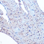 Immunohistochemistry - Anti-Flotillin 1 Antibody [ARC0765] (A305955) - Antibodies.com