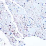 Immunohistochemistry - Anti-Flotillin 1 Antibody [ARC0765] (A305955) - Antibodies.com