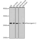 Western Blot - Anti-Neurogenin 2/NGN2 Antibody [ARC2326] (A305957) - Antibodies.com