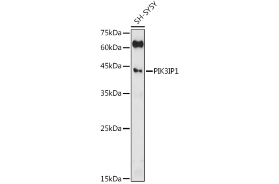 Western Blot - Anti-PIK3IP1 Antibody (A305961) - Antibodies.com