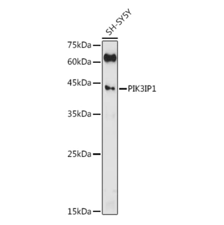 Western Blot - Anti-PIK3IP1 Antibody (A305961) - Antibodies.com